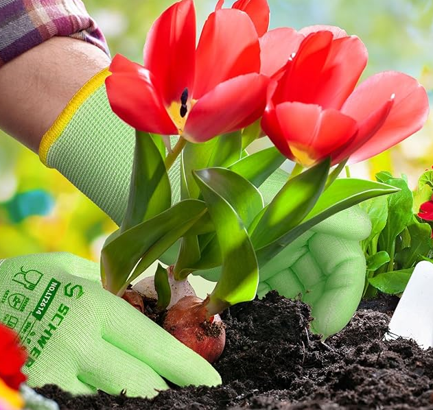 Person planting a red tulip bulb in soil with gardening gloves on.