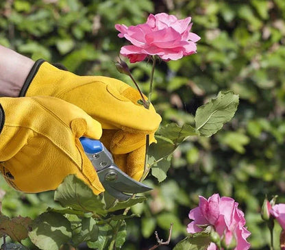 Person wearing yellow cut resistant gloves pruning a pink rose with garden shears