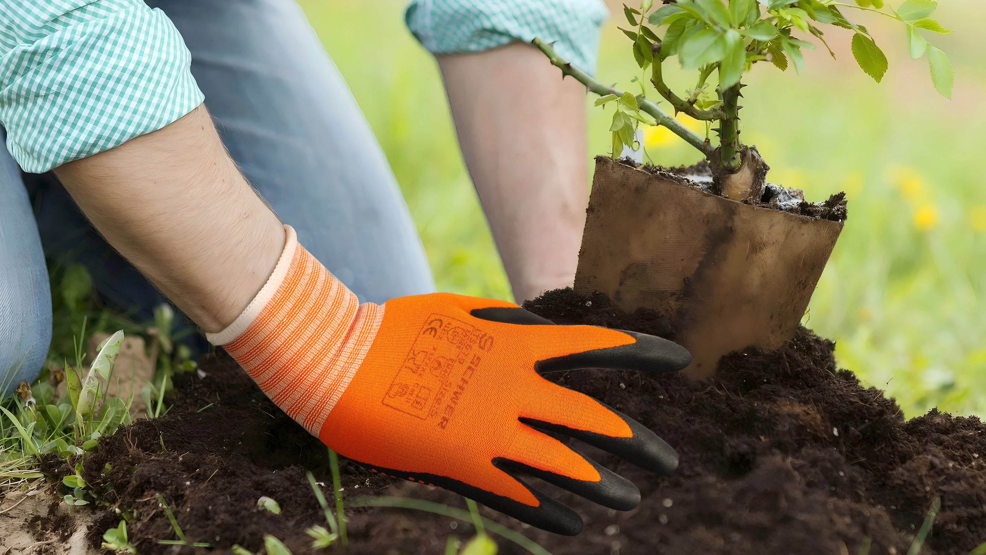 Person planting a tree with orange gardening gloves on a blurred green background