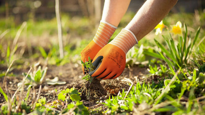 Person gardening with gloves on, focusing on planting or weeding.