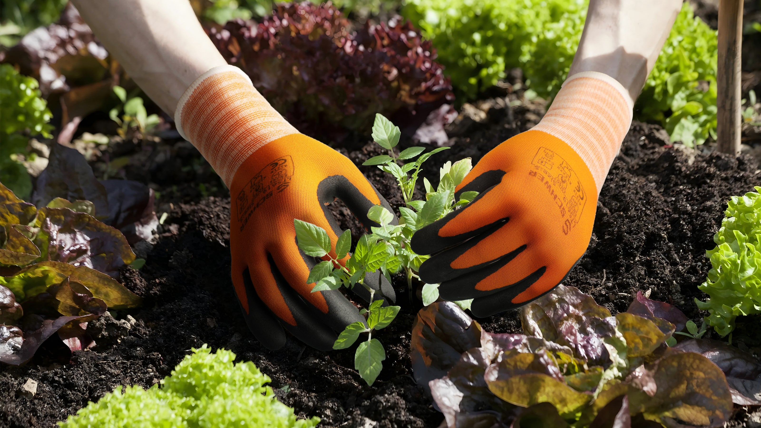 Person wearing gardening gloves planting a seedling in soil with plants around