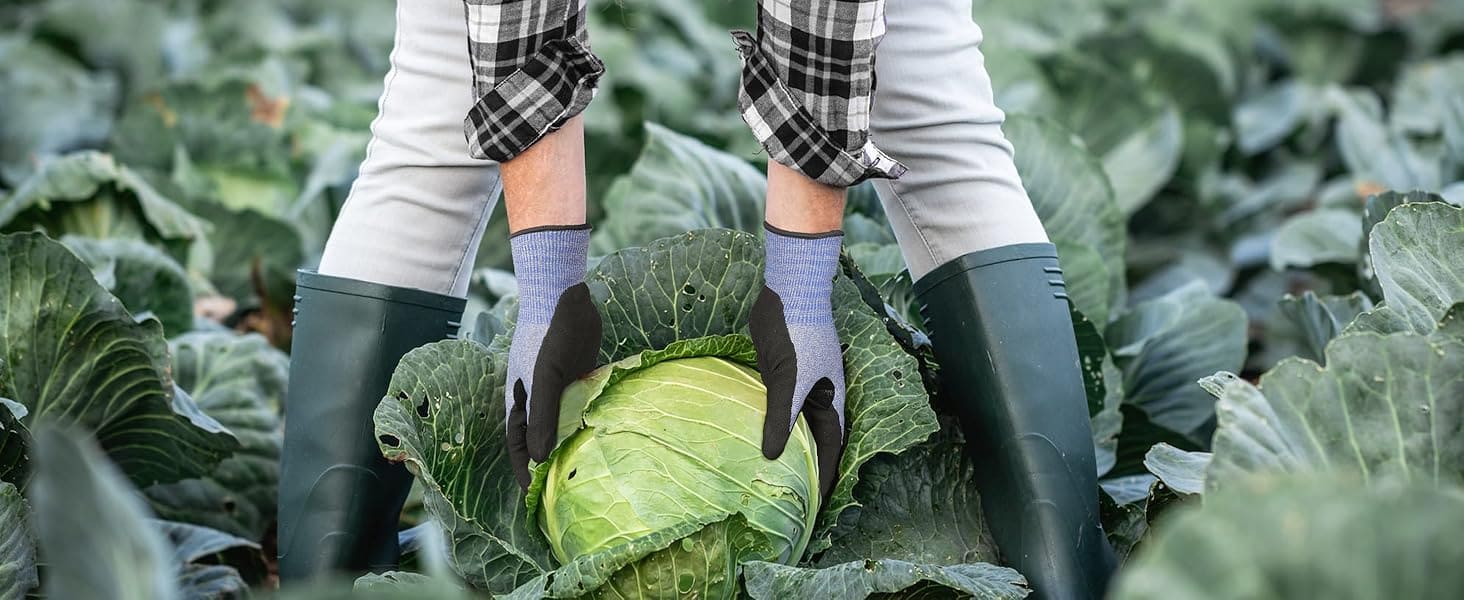 Person harvesting a cabbage in a field wearing gloves and boots.