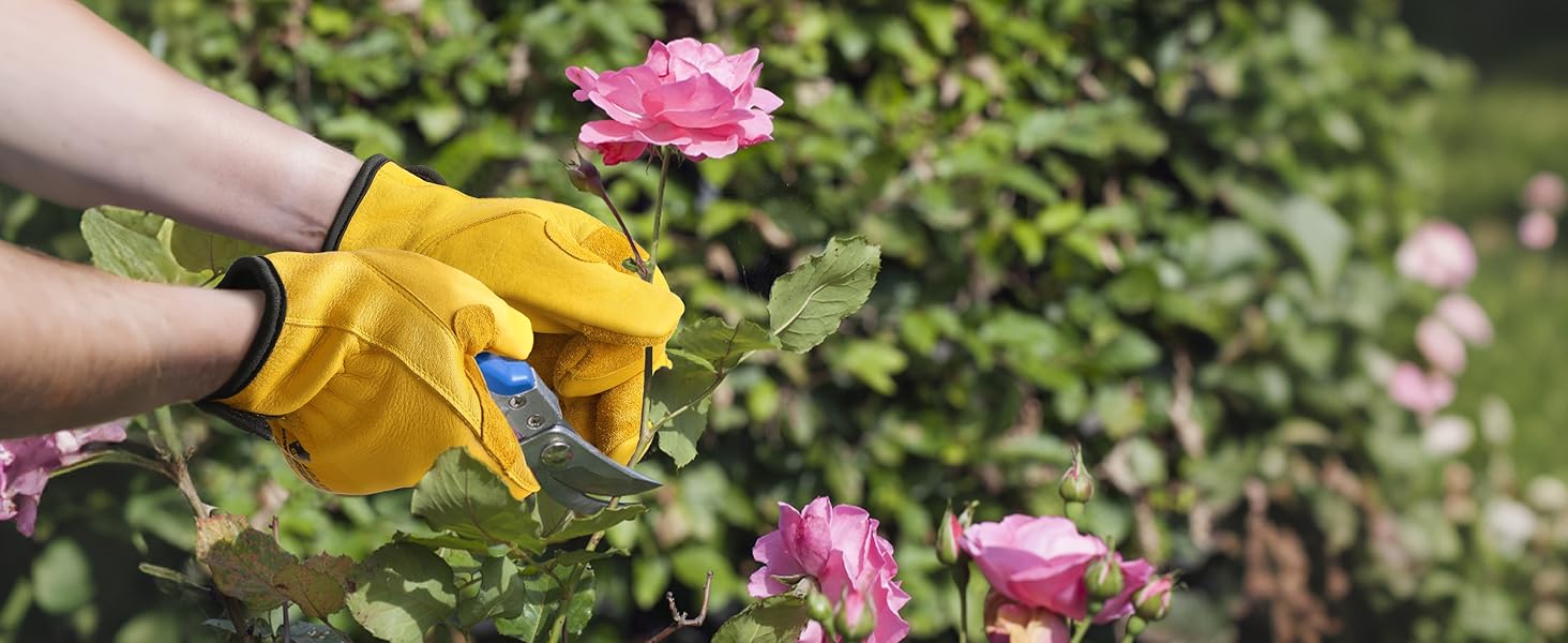 Person wearing yellow gardening gloves pruning a pink rose bush.